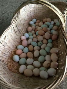 农家土鸡蛋 特产食品大卖场的热销密码